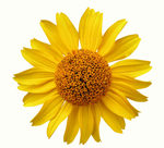 blomma